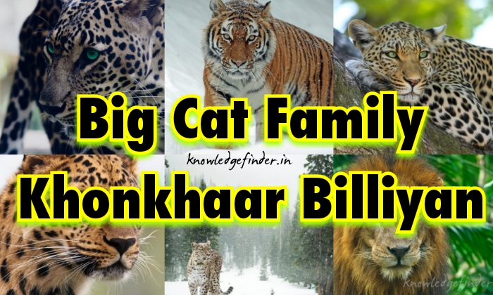 Wild Cats ki Jankari in hindi | king of cats - Knowledge finder