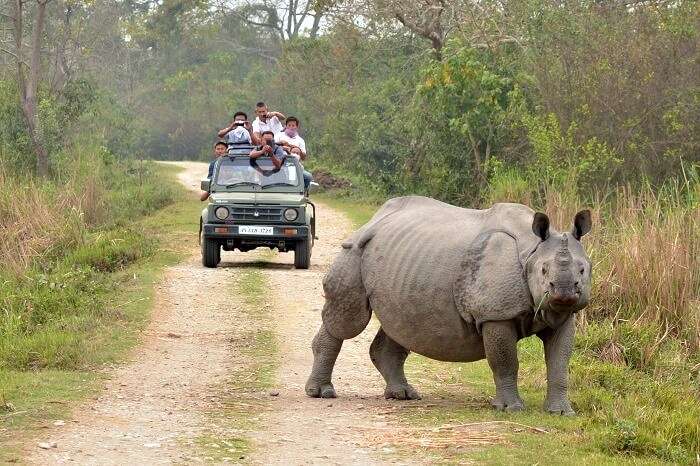 Orang National Park Assam: Wildlife, Safari and Travel Guide